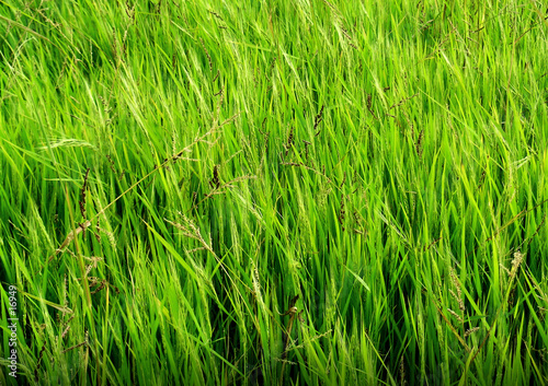 Fototapeta trawa natura pole zielony akcja