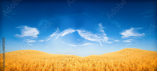 Naklejka pejzaż pole pszenica niebo rolnictwo
