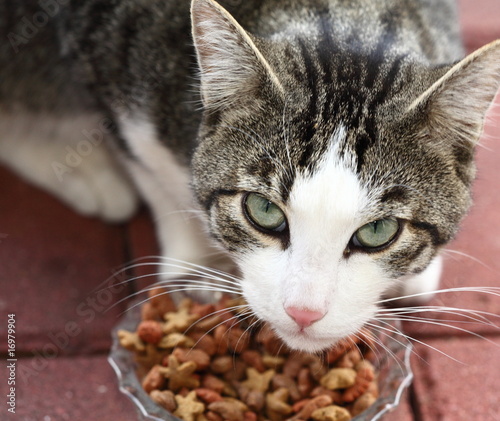 Naklejka kot zwierzę pasza jeść głód