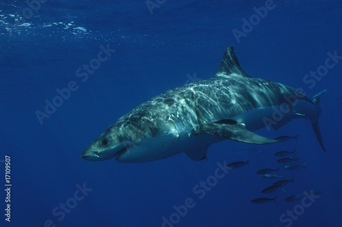 Plakat meksyk podwodne rekin zęby