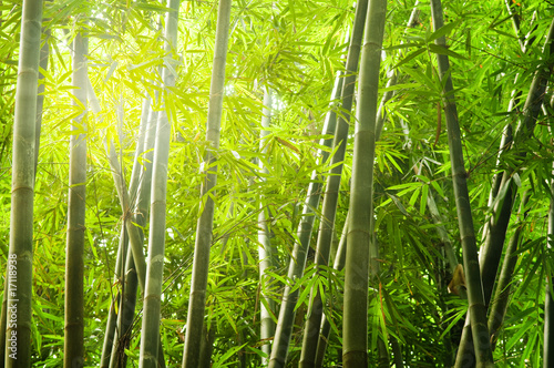 Plakat ogród bambus drzewa natura