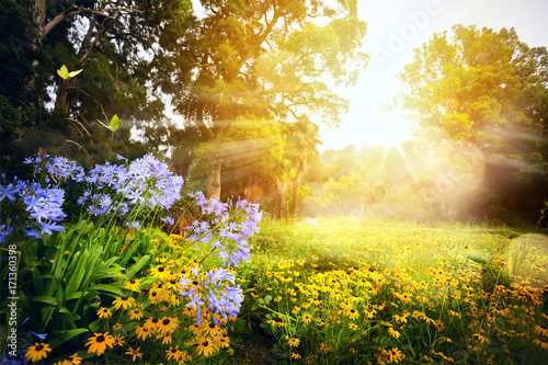 Fototapeta jesień kwiat słońce ogród natura