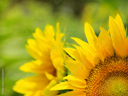 Fototapeta kwiat słonecznik lato niebo słońce