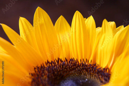Naklejka słońce roślina kwiat