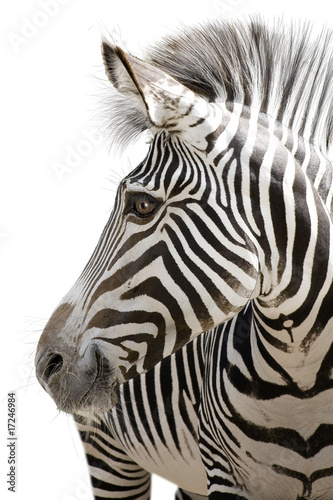 Fotoroleta republika południowej afryki natura koń bezdroża uśmiech