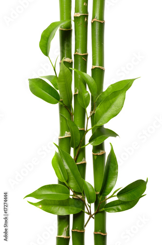 Plakat bambus natura spokojny roślina biały