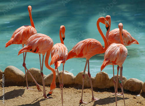 Naklejka flamingo ptak europa zwierzę hiszpania