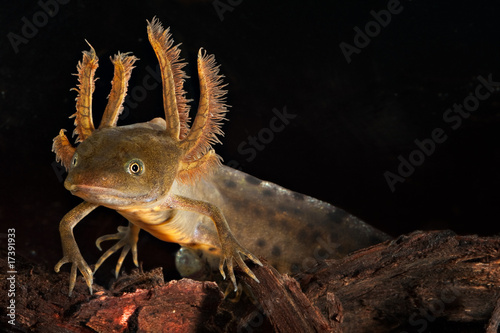 Fototapeta dziki zwierzę żaba płaz ładny