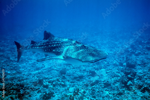 Fototapeta rafa morze rekin podwodne