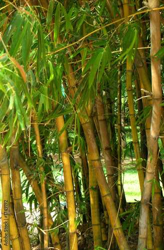 Naklejka drzewa trawa tropikalny azja