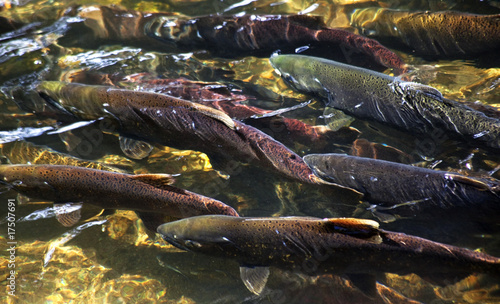 Obraz na płótnie jedzenie woda waszyngton ryba