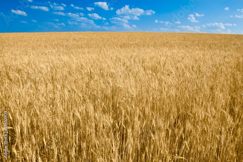 Fotoroleta jesień pszenica trawa