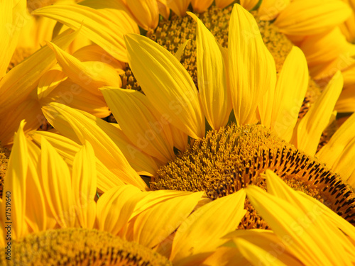 Fototapeta słońce słonecznik kwiat lato