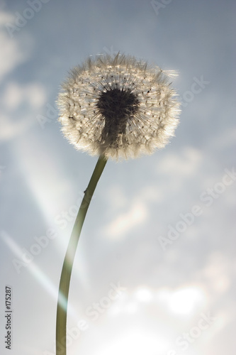 Plakat mniszek kwiat natura nasienie pocisk