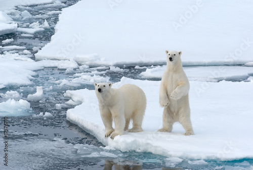 Fotoroleta lód niedźwiedź matka polarnych arktyczny