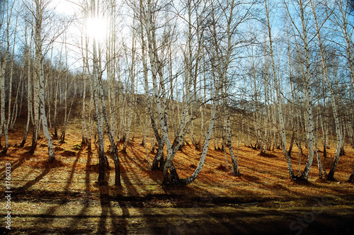 Fotoroleta wieś drzewa wzór wzgórze