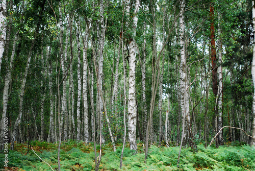 Fototapeta natura brzoza dżungla las tło