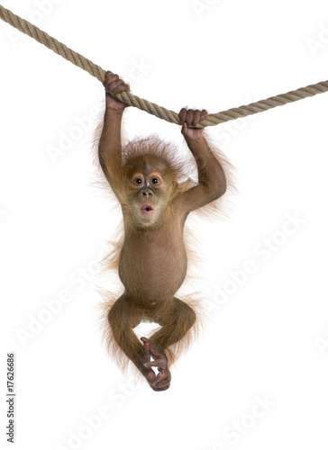 Fotoroleta małpa ssak zwierzę