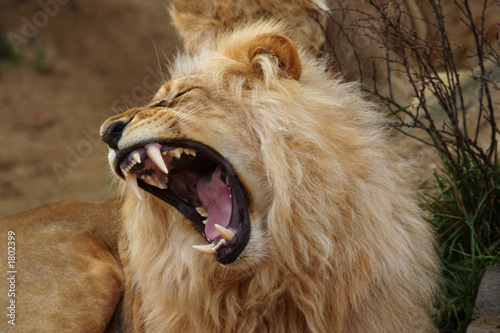 Fotoroleta portret zwierzę lew grzywa