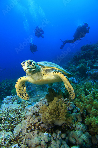 Fototapeta gad woda podwodne żółw
