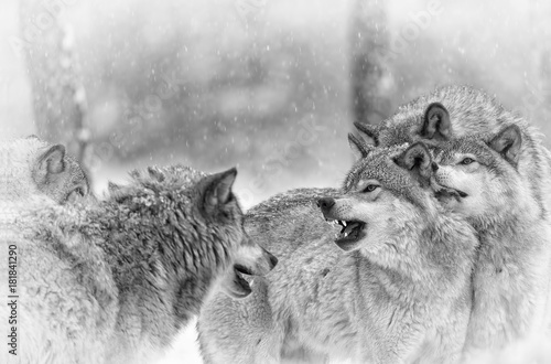 Fototapeta dziki bezdroża natura śnieg