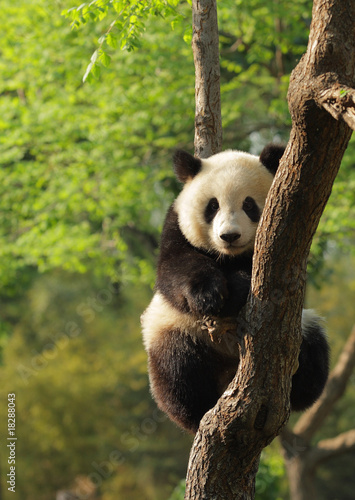 Plakat piękny narodowy zwierzę chiny