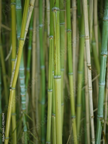 Obraz na płótnie bambus słońce roślina ogród