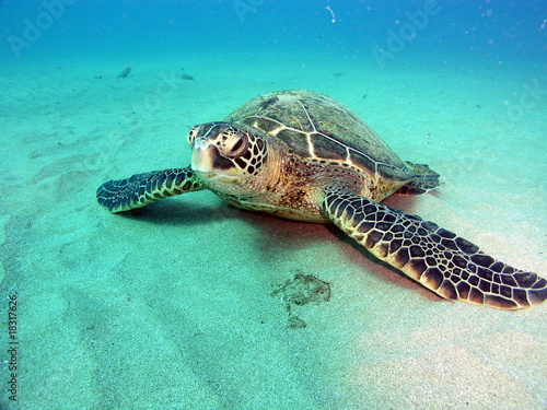 Fototapeta morze woda żółw
