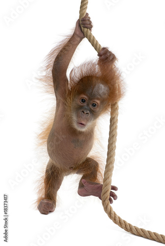 Fotoroleta dzikie zwierzę ssak zwierzę małpa