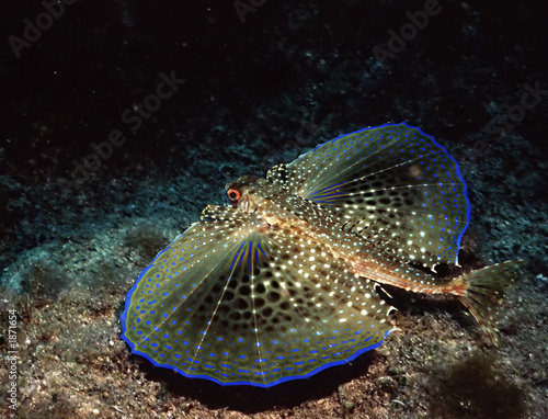 Fototapeta podwodne woda koral morze