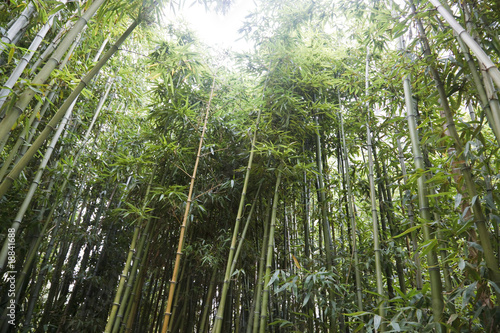 Fotoroleta tropikalny ogród drzewa azja