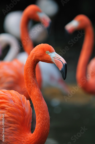 Plakat flamingo dziki zwierzę ładny ptak