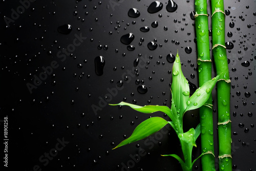 Fotoroleta sztuka zen bambus tropikalny