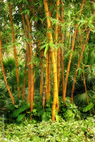 Naklejka las dżungla bambus