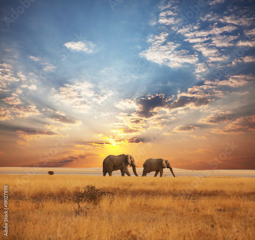 Obraz na płótnie Słonie na sawannie
