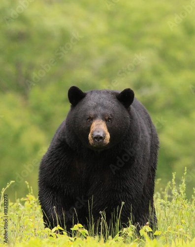 Fototapeta natura dzikie zwierzę niedźwiedź ssak