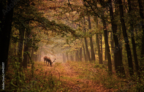 Fotoroleta las mężczyzna ładny natura