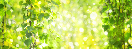 Fototapeta Green birch  leaves branches, green,  bokeh background. Nature spring background.