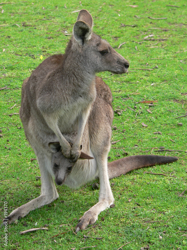 Plakat dziki kangur ładny