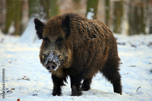Fotoroleta świnia zwierzę dzik śnieg las