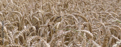 Obraz na płótnie pszenica lato pole żyto