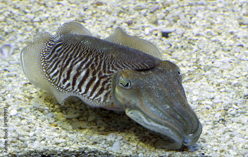 Fotoroleta podwodne woda ryba ryby ozdobne