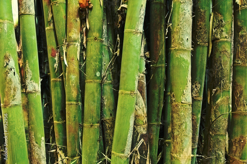 Obraz na płótnie bambus trawa natura tajlandia