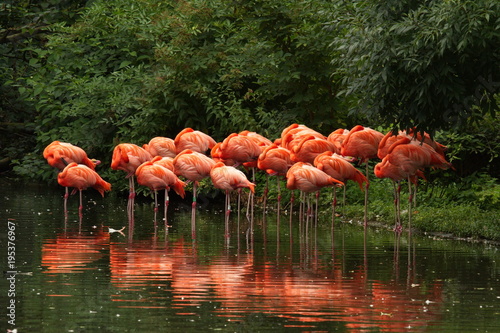 Fotoroleta Flamingos