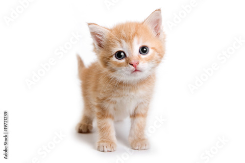 Plakat ładny zwierzę dzieci kot