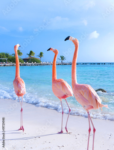 Naklejka Pink flamingo walking on the beach