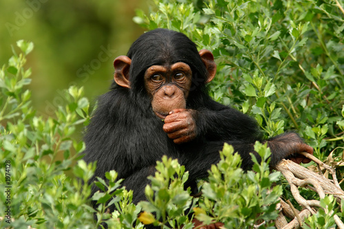 Obraz na płótnie zwierzę małpa noworodek dzikość