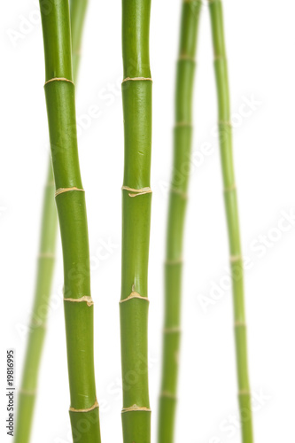 Plakat lato bambus pąk kwiat zdrowie