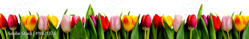 Fotoroleta kompozycja kwiat tulipan biały rząd