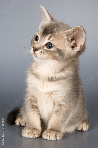 Fotoroleta zwierzę kociak oko kot